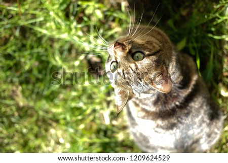 close up tabby cat with beautiful green eyes playing with butterflies in the park with green grass 