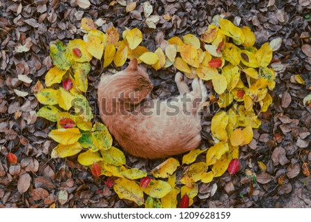 big red cat lying on the leaves in the shape of a heart, sleeping, top view