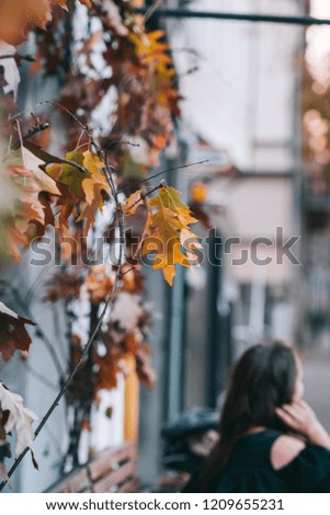 Fall leaves outdoor decor ideas. Toned image