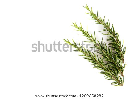 Rosemary green leaves have medicinal properties. Royalty-Free Stock Photo #1209658282