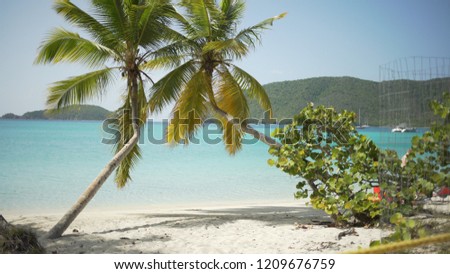 Background Plate of Two palm trees next to each other on Caribbean beach