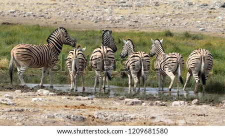 Zebras' back portrait at a water hole during a safari in Africa