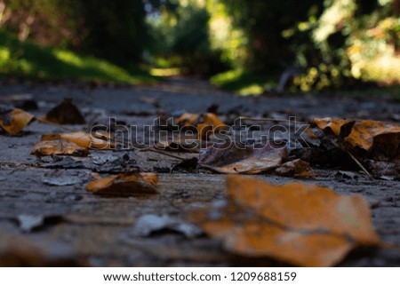 a forest path with autumn leaves