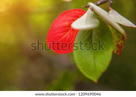 Closeup nature autumn fall view of red leaf glow in sun on blurred greenery background in garden or park with copy space. Natural yellow orange plant landscape october or september wallpaper concept
