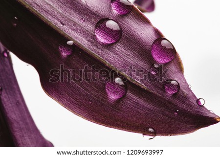 close up view of a colorful plant with water drops in white background