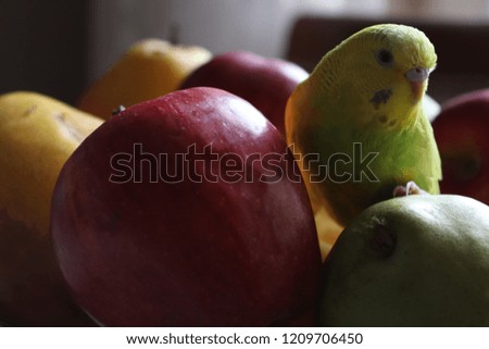 budgie on top of the fruits Royalty-Free Stock Photo #1209706450