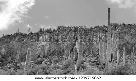 Saguaro cacti in Tonto National Monument is a National Monument in the Superstition Mountains, in Gila County of central Arizona. The area lies on the northeastern edge of the Sonoran Desert ecoregion