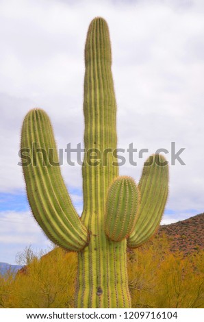 Saguaro cacti in Tonto National Monument is a National Monument in the Superstition Mountains, in Gila County of central Arizona. The area lies on the northeastern edge of the Sonoran Desert ecoregion