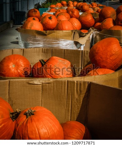Bins full of pumpkins for sale in the autumn.