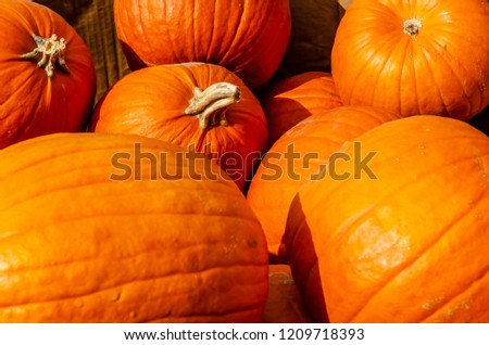 Close-up of pumpkins

