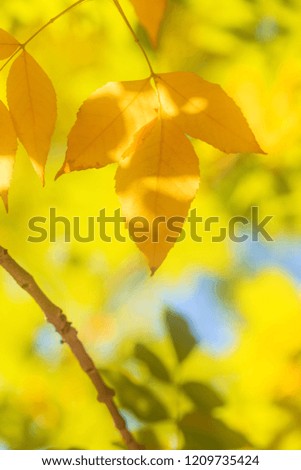 The yellow leaves of autumn