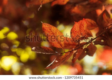 The yellow leaves of autumn