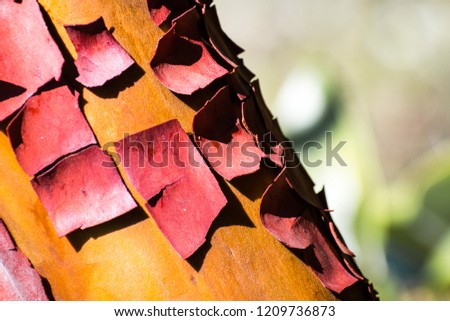 Close up of Madrone tree (Arbutus menziesii) peeling bark, California 