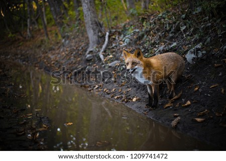 Funny red Fox with fluffy tail. photographed in a real forest.