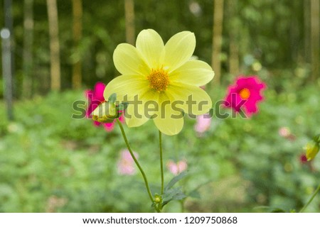 The kind of the flower is a dahlia.
Scientific name is Dahlia.