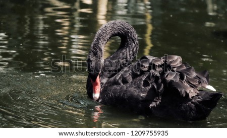 Black swan with red beak / The black swan is a large waterbirdwhich breeds mainly in the southeast and southwest regions of Australia.