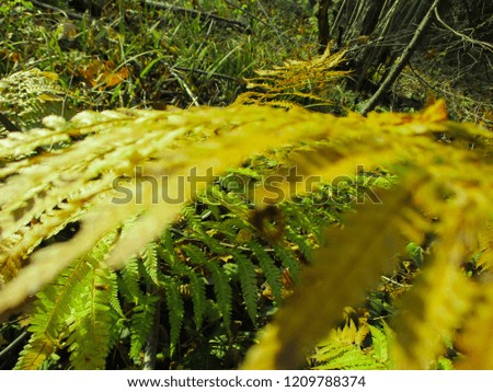 Golden Fern. Natural textures and patterns of the most ancient fern plants on the planet Earth. Age - 415 million years. Background and visual material for modern natural design. Macro photo