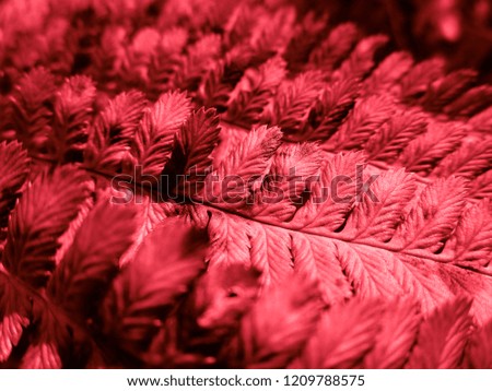 Bloody Red Fern. Natural textures and patterns of the most ancient fern plants on the planet Earth. Age - 415 million years. Background and visual material for modern natural design. Macro photo