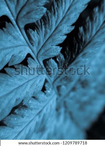 Aqua colored Fern. Natural textures and patterns of the most ancient fern plants on the planet Earth. Age - 415 million years. Background and visual material for modern natural design. Macro photo
