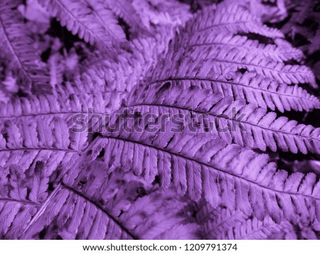 Purple (violet) Fern. Natural textures and patterns of the most ancient fern plants on the planet Earth. Age - 415 million years. Background and visual material for modern natural design. Macro photo