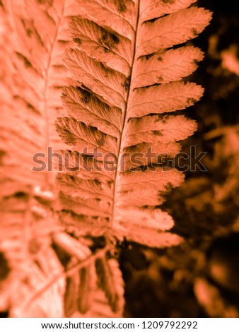 Fern. Natural textures and patterns of the most ancient fern plants on the planet Earth. Age - 415 million years. Background and visual material for modern natural design. Macro photo