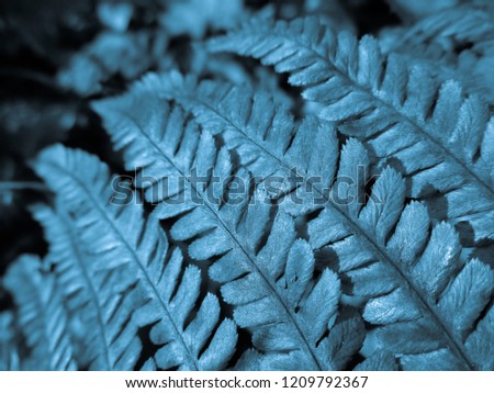Aqua colored Fern. Natural textures and patterns of the most ancient fern plants on the planet Earth. Age - 415 million years. Background and visual material for modern natural design. Macro photo