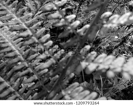 B&W Fern. Natural textures and patterns of the most ancient fern plants on the planet Earth. Age - 415 million years. Background and visual material for modern natural design. Macro photo