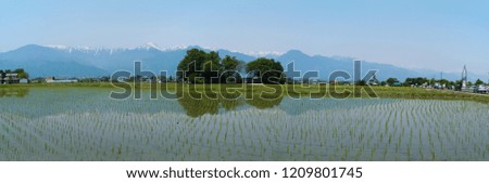 Panoramic picture of paddy field in Adumi