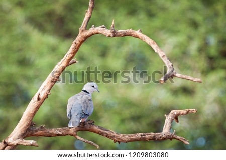 Adult Cape turtle dove beautifully perched on a branc.