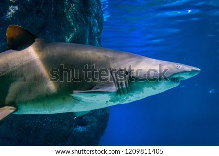 underwater picture of a large Ragged Tooth Shark or Sand Tiger Shark, one of the vulnerable sea species, lives in all warm oceans (circumtropical) with 320cm maximum size and 250 long and sharp teeth.