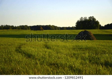 Field sown in meadow grass under a clear blue sky. The picture was taken on a summer day, with natural light.

