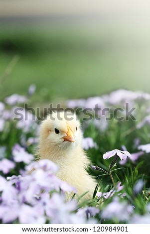 Curious little chick peeking above a bed of lavendar colored spring flowers.