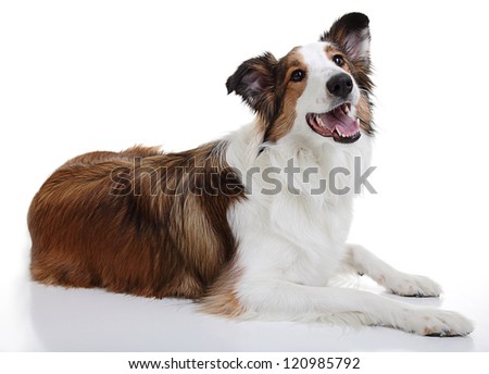 A happy mixed breed dog lying down in a studio setting.