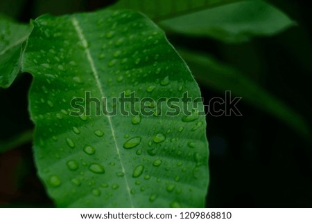 Closeup of water drops texture pattern on green leaf in garden after raining, freshness