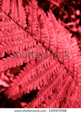 Bloody Red Fern. Natural textures and patterns of the most ancient fern plants on the planet Earth. Age - 415 million years. Background and visual material for modern natural design. Macro photo