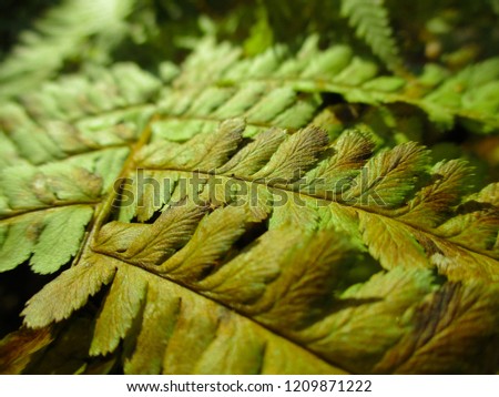 Golden Fern. Natural textures and patterns of the most ancient fern plants on the planet Earth. Age - 415 million years. Background and visual material for modern natural design. Macro photo