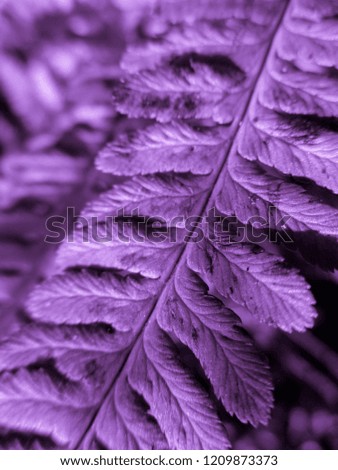 Purple (violet) Fern. Natural textures and patterns of the most ancient fern plants on the planet Earth. Age - 415 million years. Background and visual material for modern natural design. Macro photo