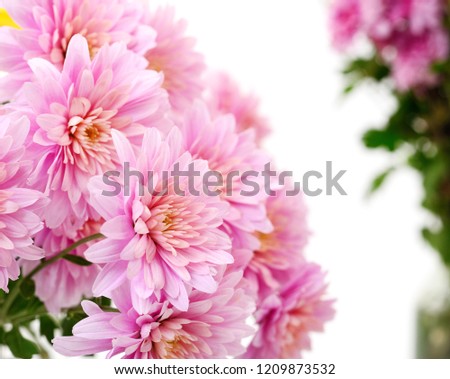 Autumn beautiful colorful flowers of chrysanthemum isolated on white background