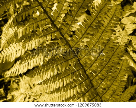 Brown Fern. Natural textures and patterns of the most ancient fern plants on the planet Earth. Age - 415 million years. Background and visual material for modern natural design. Macro photo