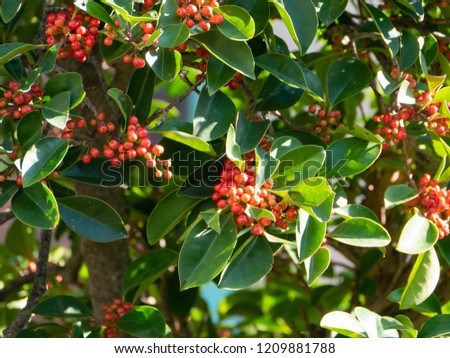 red seeds of Ilex in Japan.
