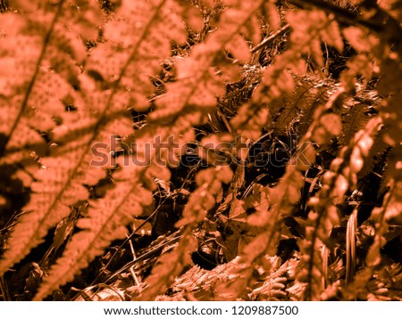 Fern. Natural textures and patterns of the most ancient fern plants on the planet Earth. Age - 415 million years. Background and visual material for modern natural design. Macro photo