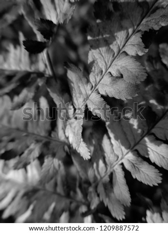 B&W Fern. Natural textures and patterns of the most ancient fern plants on the planet Earth. Age - 415 million years. Background and visual material for modern natural design. Macro photo