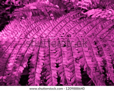 Pink colored Fern. Natural textures and patterns of the most ancient fern plants on the planet Earth. Age - 415 million years. Background and visual material for modern natural design. Macro photo