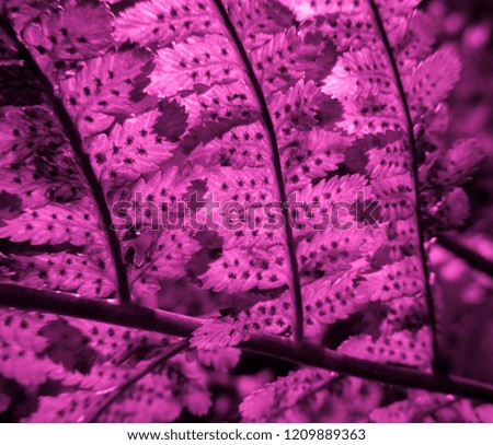 Pink colored Fern. Natural textures and patterns of the most ancient fern plants on the planet Earth. Age - 415 million years. Background and visual material for modern natural design. Macro photo