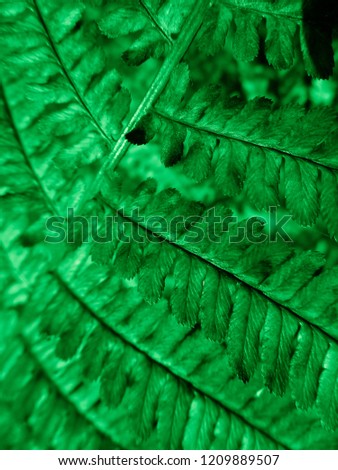 Green colored Fern. Natural textures and patterns of the most ancient fern plants on the planet Earth. Age - 415 million years. Background and visual material for modern natural design. Macro photo