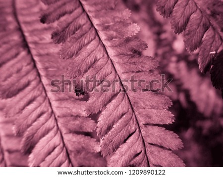 Colored Fern. Natural textures and patterns of the most ancient fern plants on the planet Earth. Age - 415 million years. Background and visual material for modern natural design. Macro photo