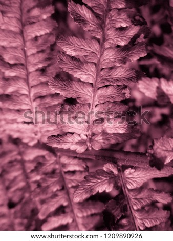 Colored Fern. Natural textures and patterns of the most ancient fern plants on the planet Earth. Age - 415 million years. Background and visual material for modern natural design. Macro photo