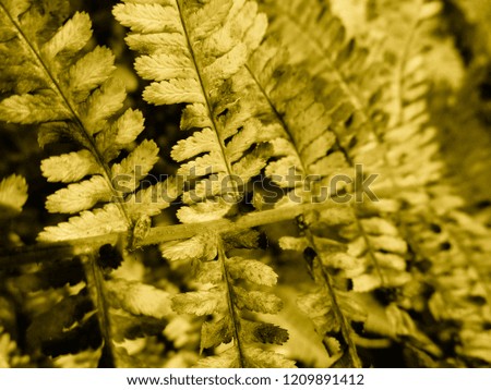 Brown Fern. Natural textures and patterns of the most ancient fern plants on the planet Earth. Age - 415 million years. Background and visual material for modern natural design. Macro photo