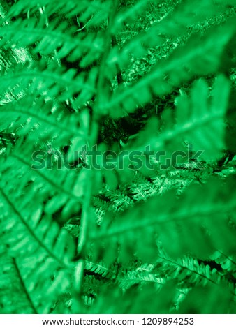 Green colored Fern. Natural textures and patterns of the most ancient fern plants on the planet Earth. Age - 415 million years. Background and visual material for modern natural design. Macro photo
