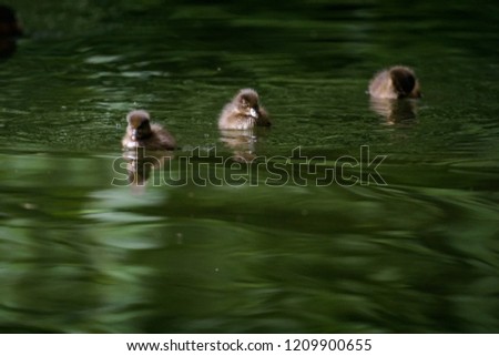 Young eurasian pochard duckling swimming on a lake
